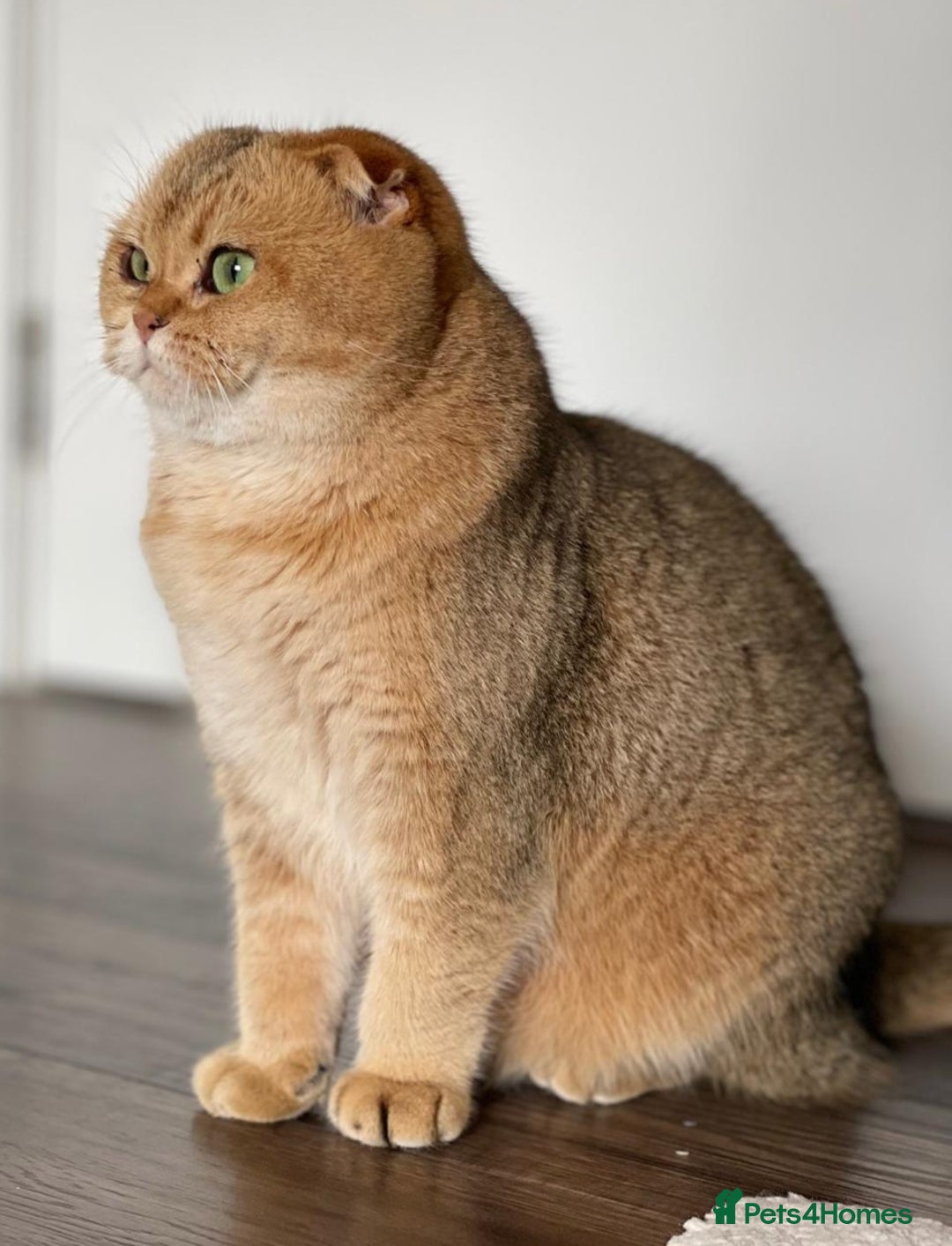Scottish Fold cats for sale: Scottish fold for adoption. - Image 9