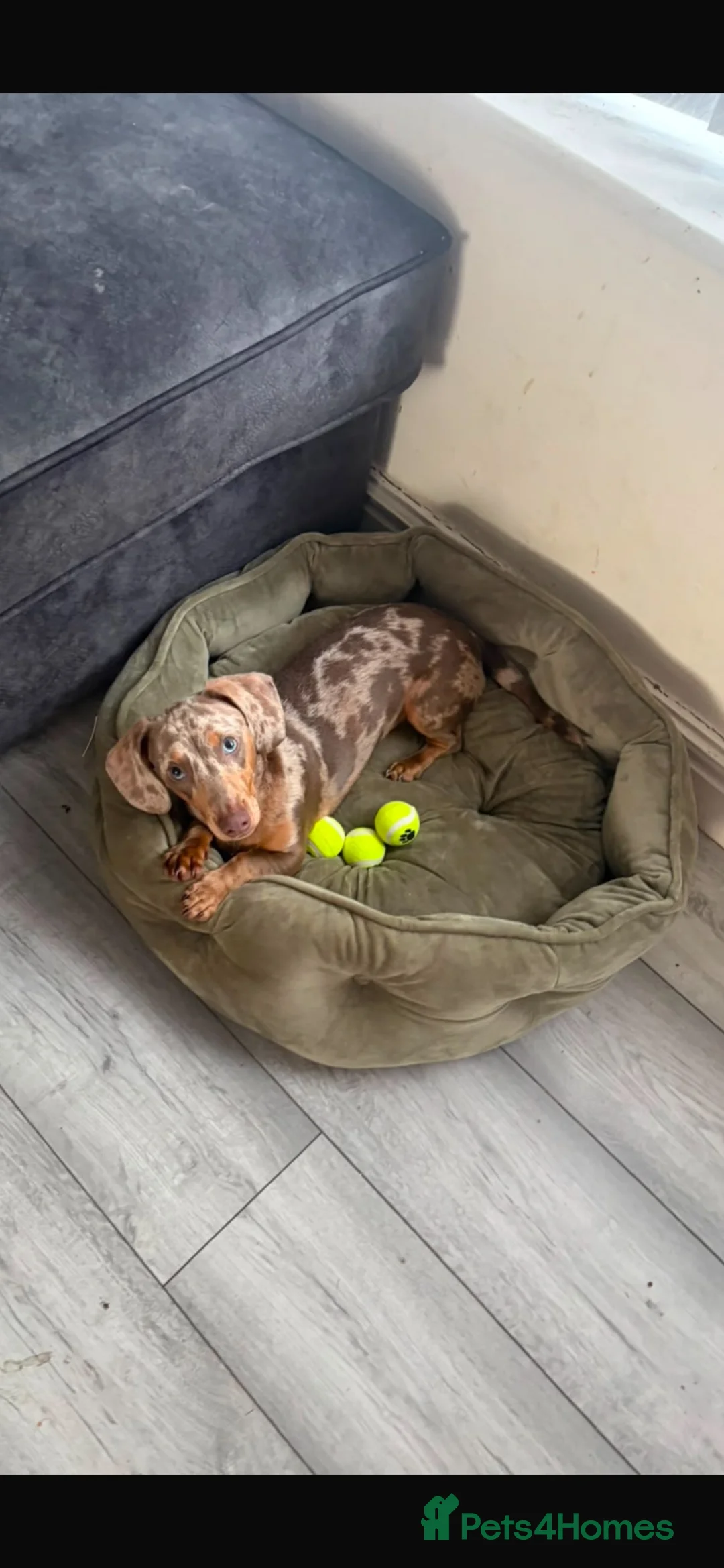 Dachshund dogs for sale: Axel  in Liverpool - Advert 1