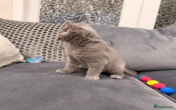 British Shorthair cats for sale: British Shorthair kittens and Mum for sale - Image 29