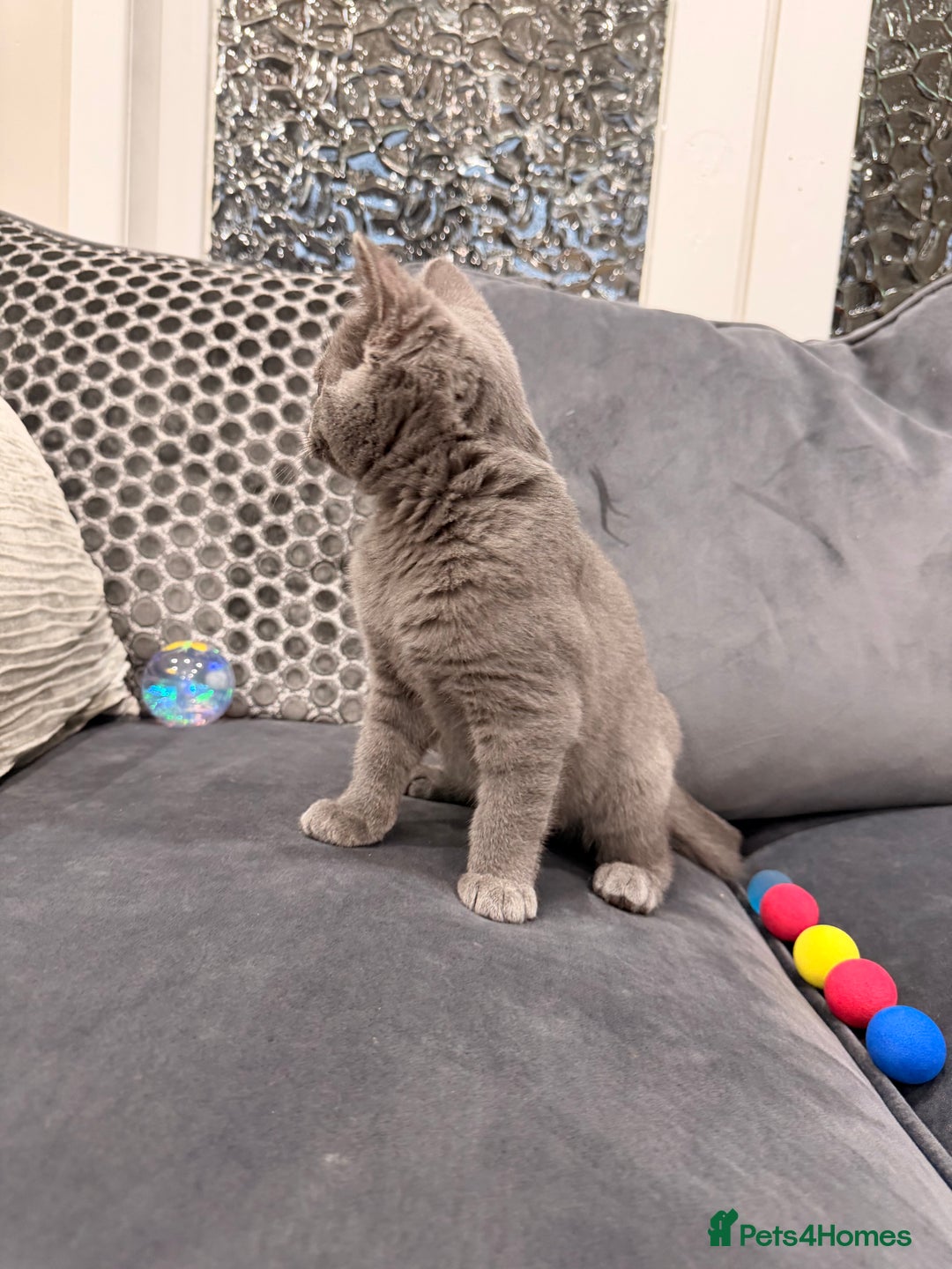 British Shorthair cats for sale: British Shorthair kittens and Mum for sale - Image 29
