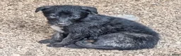 Caucasian Shepherd Dog dogs for sale: Caucasian/Wolfhound  - Advert 10