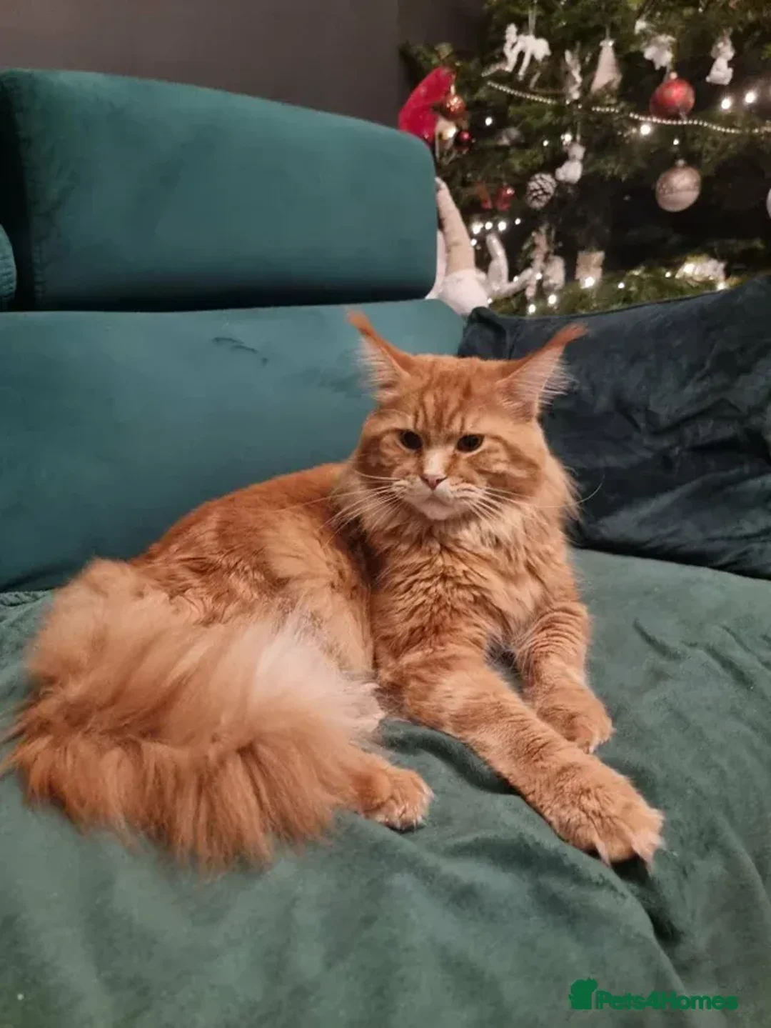 Maine Coon cats for sale: Last maine coon kitten - Advert 8