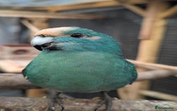 Parakeets birds for sale: 3 Beautiful Kakarikis for sale. 2 males, 1 female. - Image 2