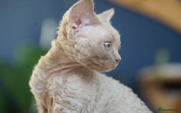 Devon Rex cats for sale: Ravel 💜male Devon Rex available  - Image 10