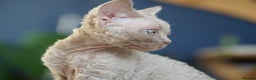 Devon Rex cats for sale: Ravel 💜male Devon Rex ( Reserved) - Advert 8