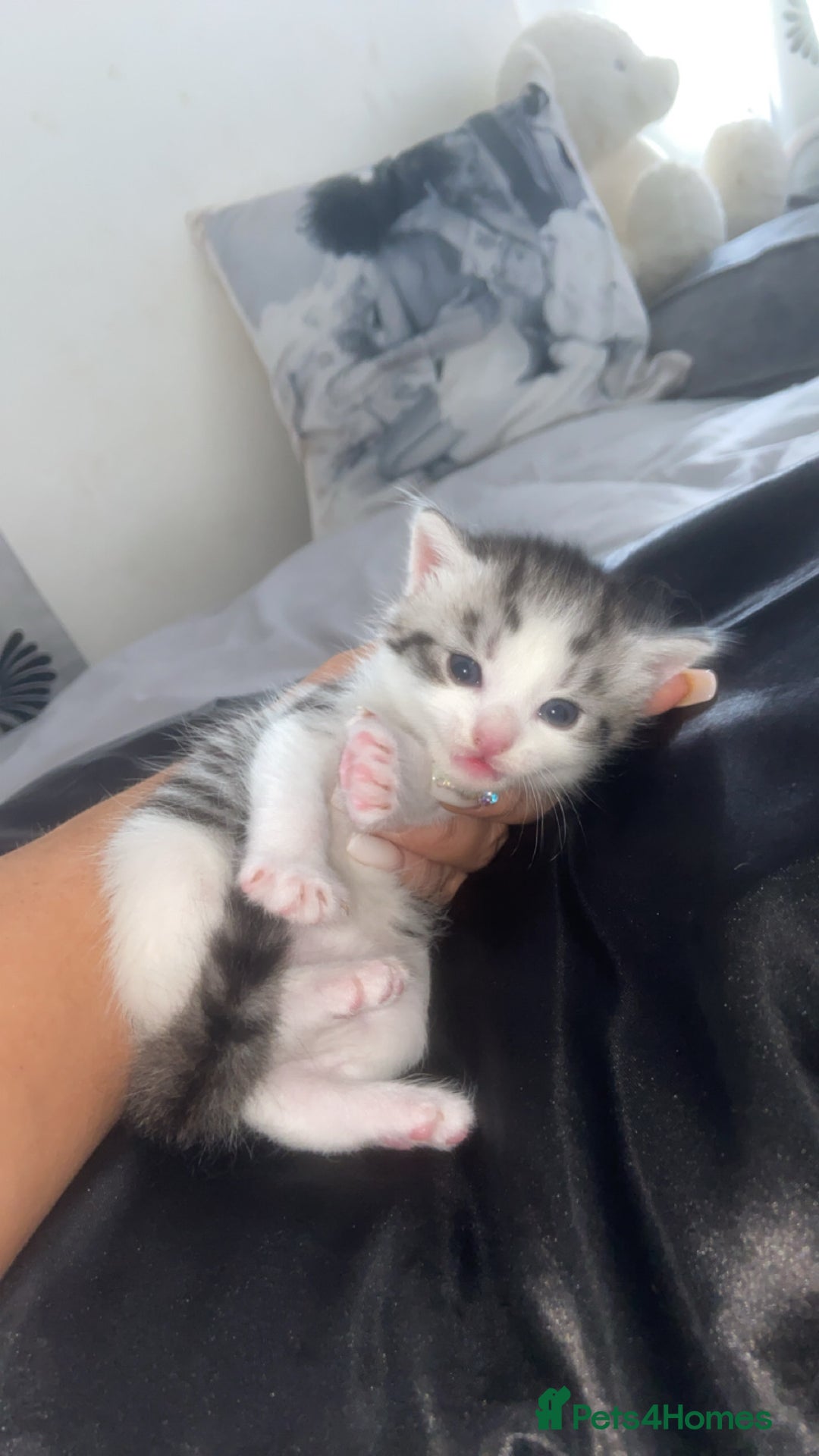 Mixed Breed cats for sale: 5 x Beautiful Bengal Mixed Kittens for Sale  - Image 3