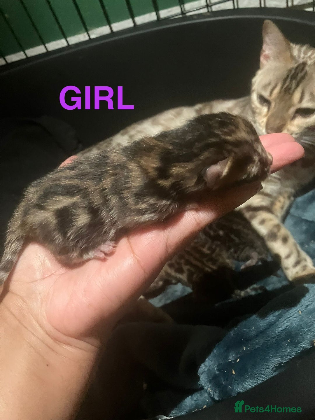 Bengal cats for sale: Pedigree Bengal Kittens  **  - Advert 14