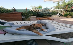 Mixed Breed dogs for adoption: Pilly, a superb small puppy girl for a Loving Home - Image 6
