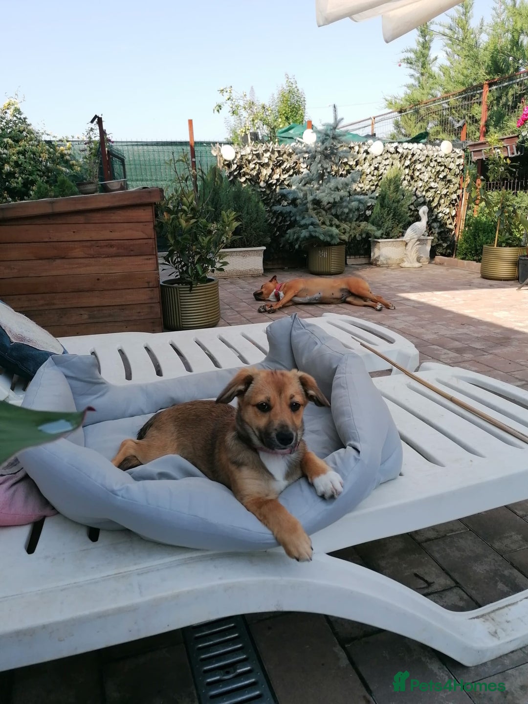 Mixed Breed dogs for adoption: Pilly, a superb small puppy girl for a Loving Home - Image 6