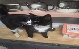 British Shorthair cats for sale: Teddy - Image 1