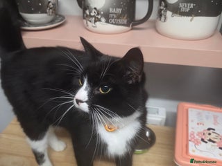 British Shorthair cats - Advert 4