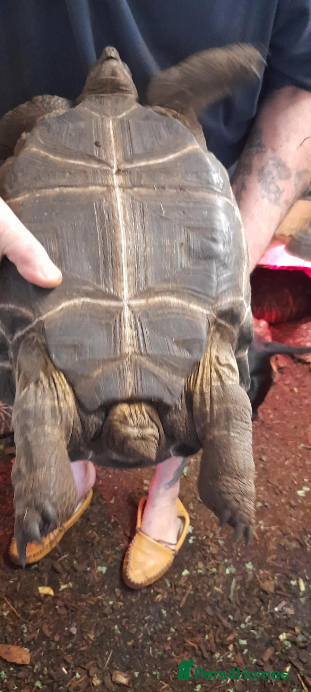 Tortoise reptiles for sale: Aldabra tortoise - Advert 2
