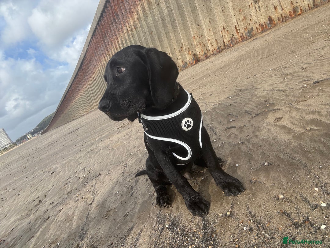 Springador dogs for sale: Milo  - Image 9
