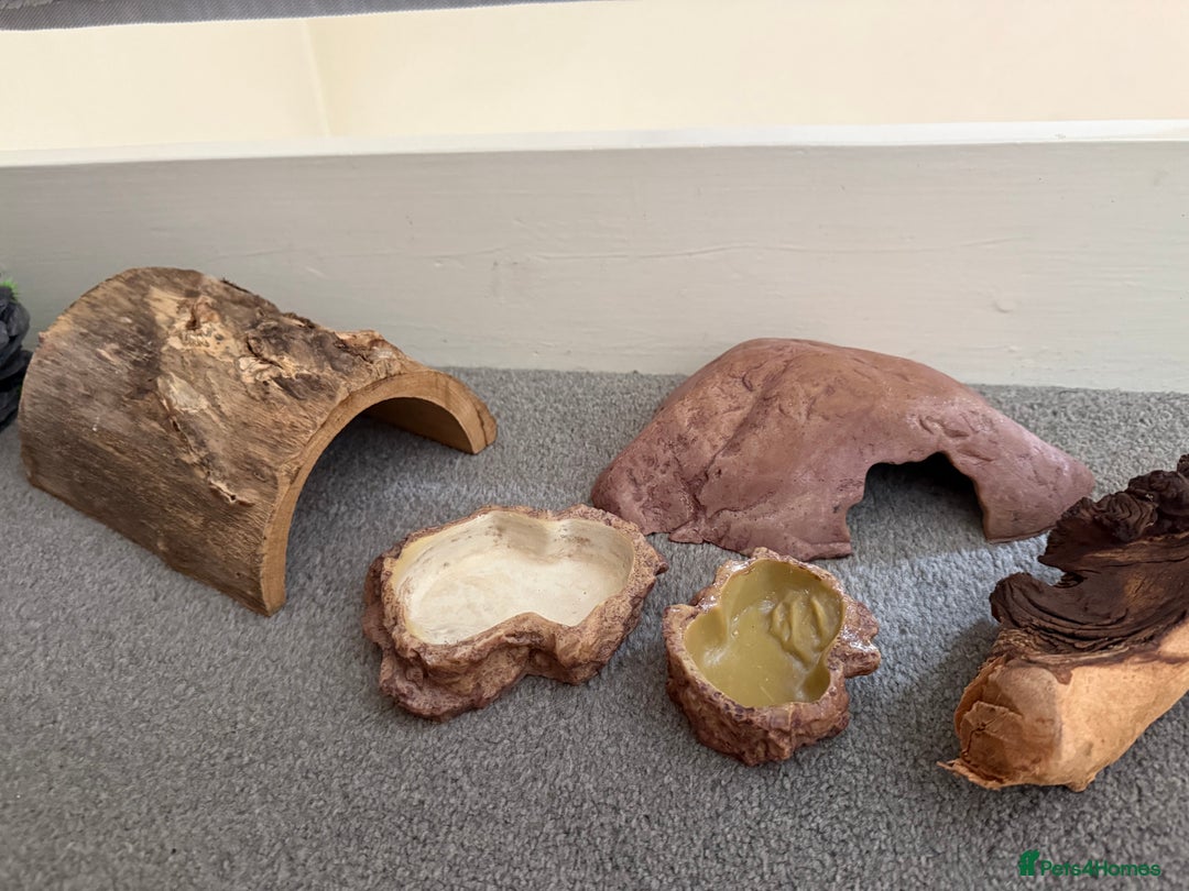 Mixed Breed reptiles for sale: Medium vivexotic vivarium & equipment. - Image 12