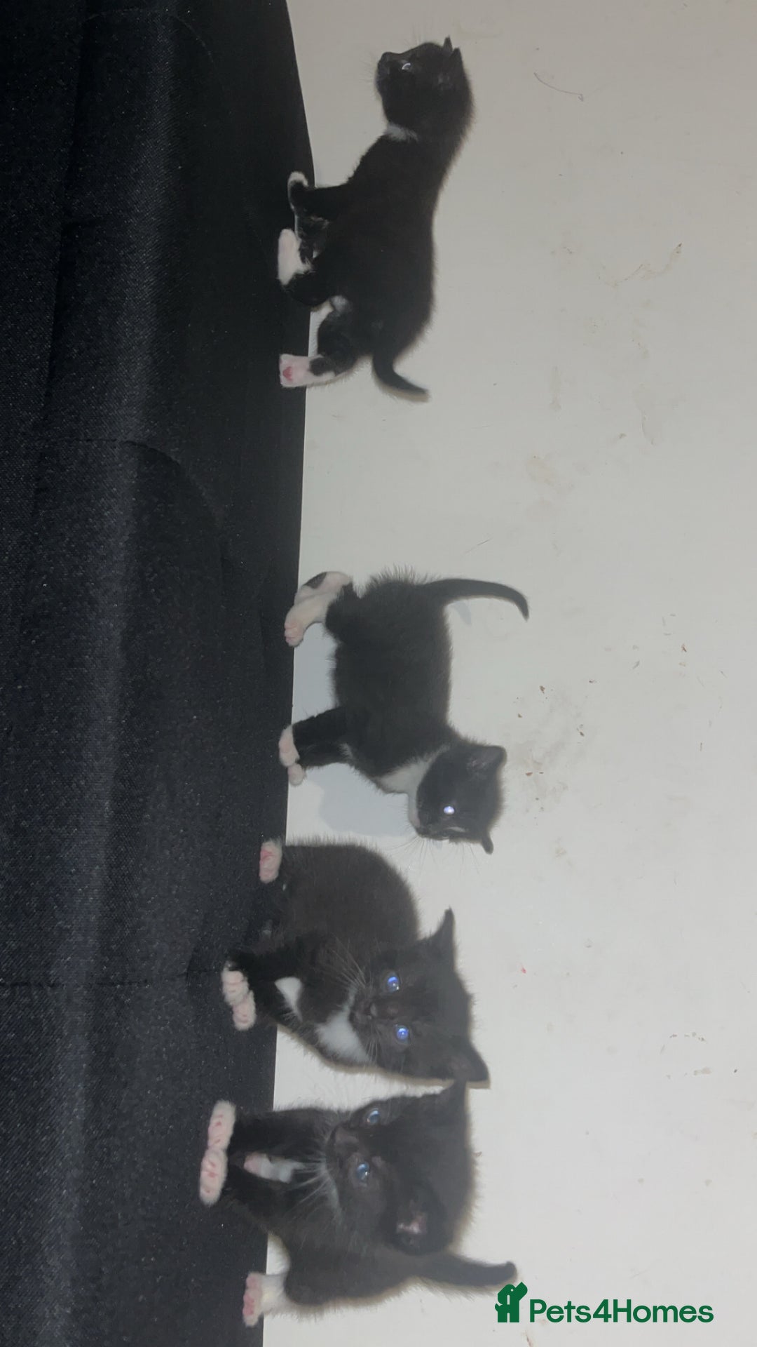 Mixed Breed cats for sale: Black&White kittens - Advert 7