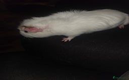 Guinea Pig rodents for sale: Baby female guinea pig - Image 9