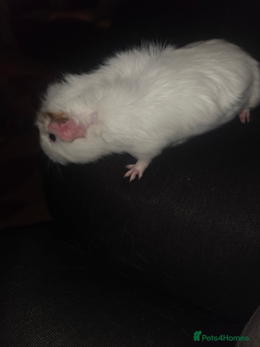 Guinea Pig rodents for sale: Baby female guinea pig - Image 9