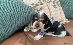 Cocker Spaniel dogs for sale: Cocker Spaniel (Show type ) KC registered pedigree - Image 8