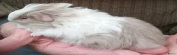 Guinea Pig rodents for sale: Long coated Sheltie  - Advert 4