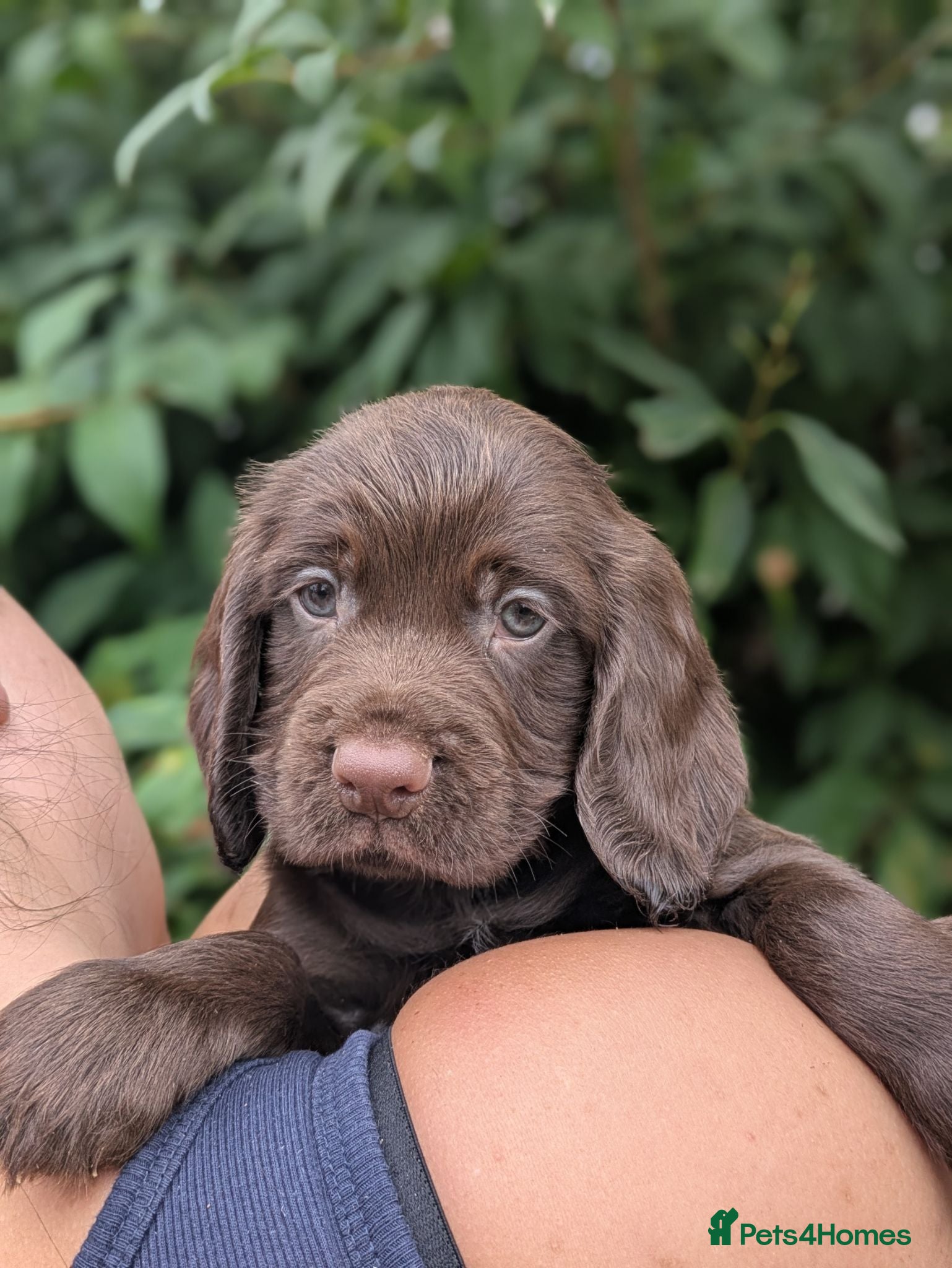 Sprocker dogs Beautiful F1B Sprocker Puppies  - Advert 1