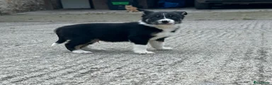 Mixed Breed 5