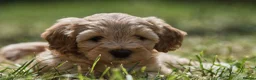 Australian Labradoodle dogs for sale: F1 Cockapoo x Australian Labradoodle Pups 🐾 - Advert 36