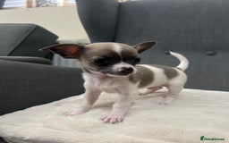 Chihuahua dogs for sale: 5Stunning tiny Smooth coat 🍏head chihuahua puppys - Image 11
