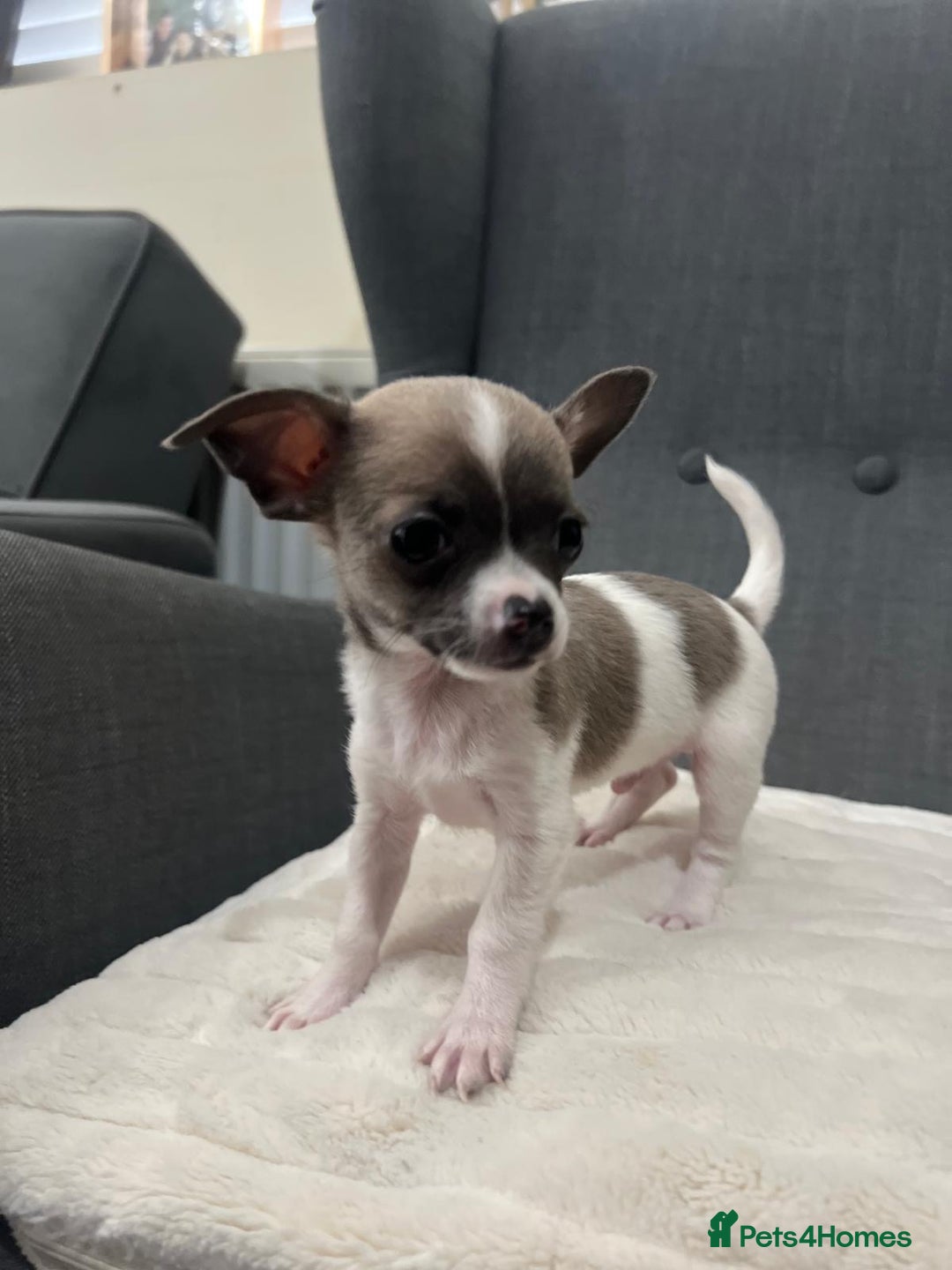 Chihuahua dogs for sale: 5Stunning tiny Smooth coat 🍏head chihuahua puppys - Image 11