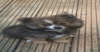 Pomeranian dogs in Gainsborough - Advert 5