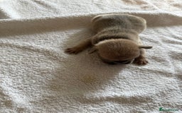 French Bulldog dogs for sale: French Bulldog Puppies 3 Male 4 Female  - Image 33