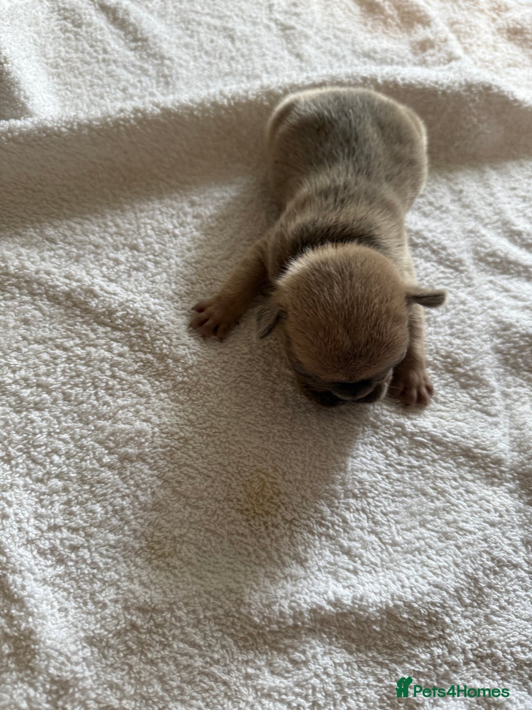 French Bulldog dogs for sale: French Bulldog Puppies 3 Male 4 Female  - Image 33