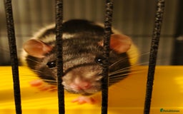 Rat rodents for sale: 4 gorgeous rats for adoption  - Advert 14