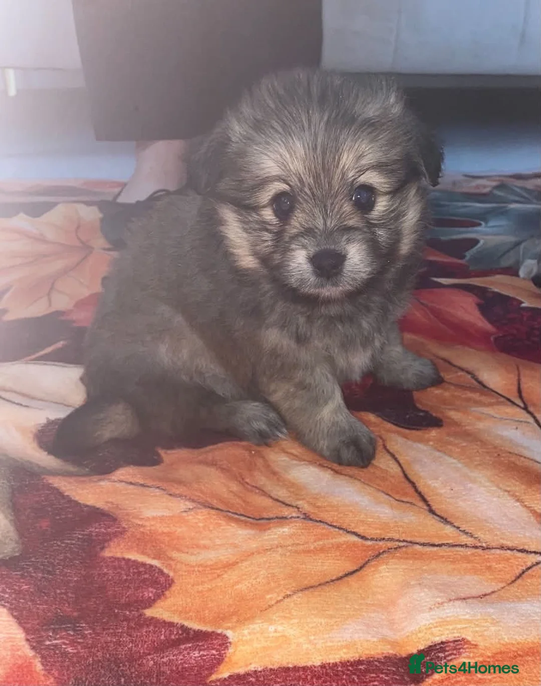 Maltipom dogs for sale: One little male available maltipom - Advert 1