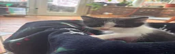 British Shorthair cats for sale: Beautiful tuxedo kittens  - Advert 19