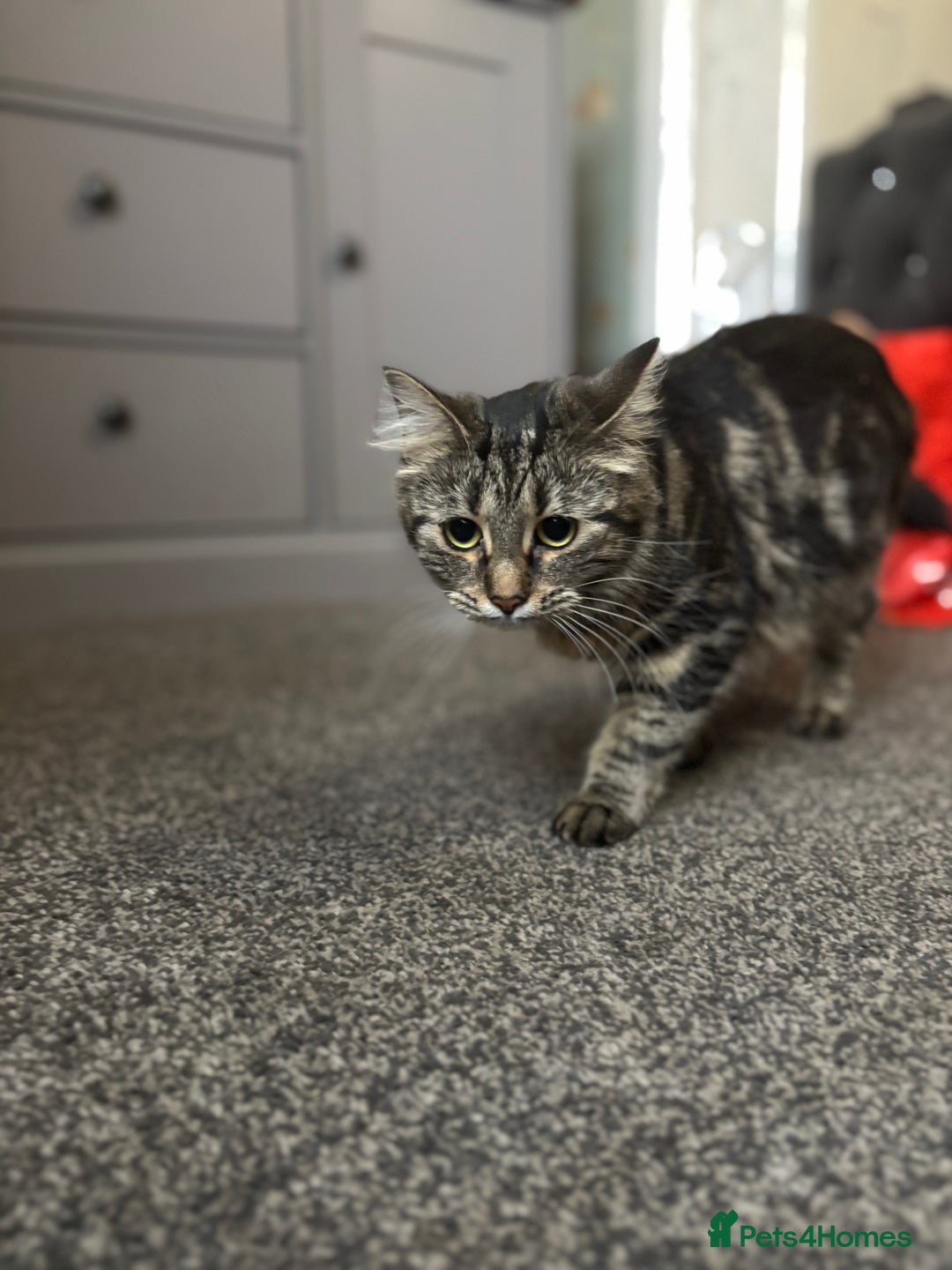 Siberian cats for sale: Siberian boy - Advert 1