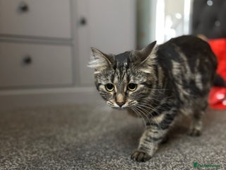 Siberian cats Siberian boy - Advert 6