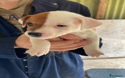 Jack Russell dogs for sale: Jack Russell puppy’s  - Image 4