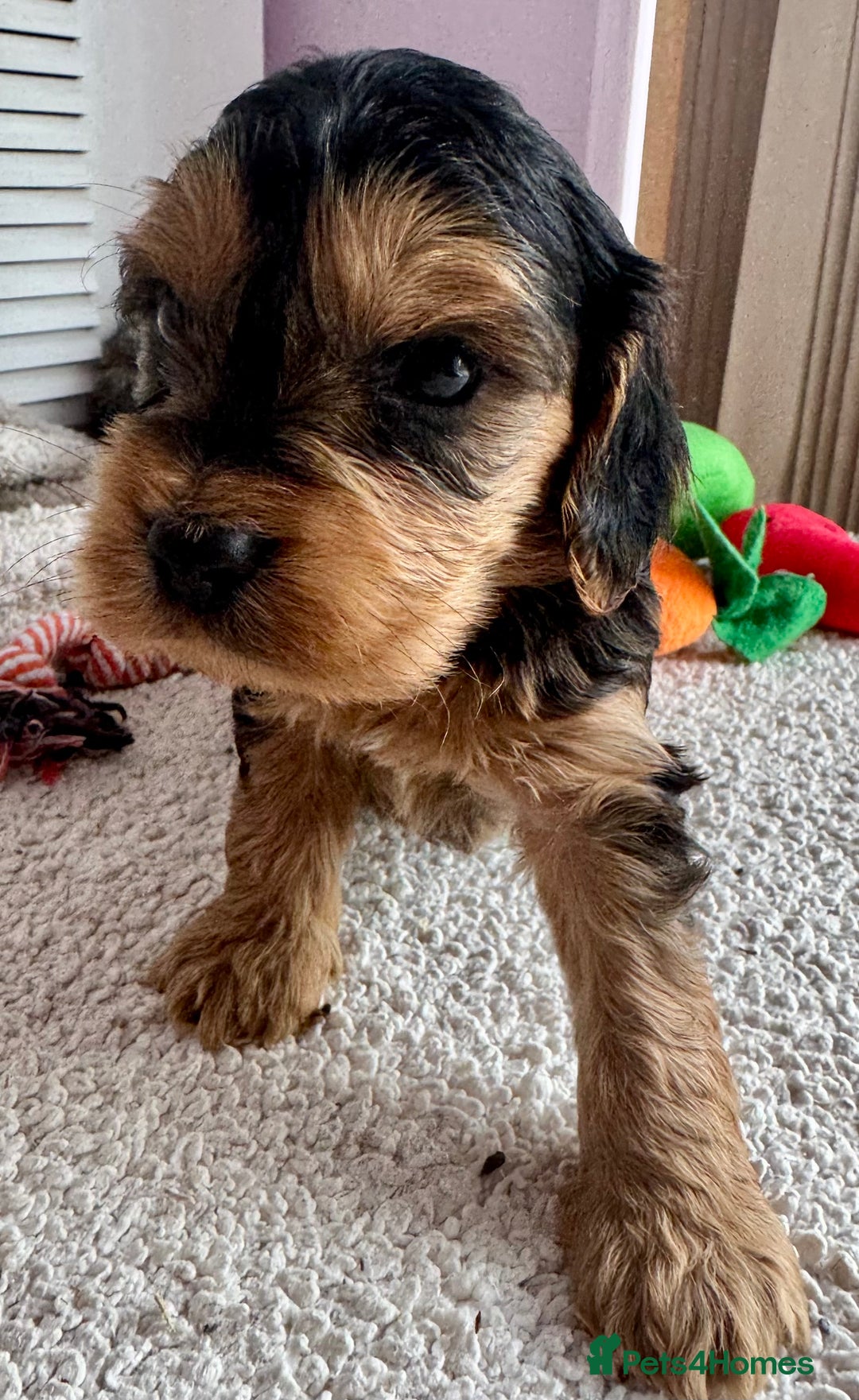 Cockapoo dogs for sale: Stunning show type cockapoo puppies  - Image 2