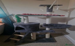 Mixed Breed cats for sale: Tortoise Shell Cat - Image 3