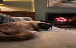 Ragdoll cats for sale: Stunning 💎 Ragdoll blue point girl kitten - Image 11