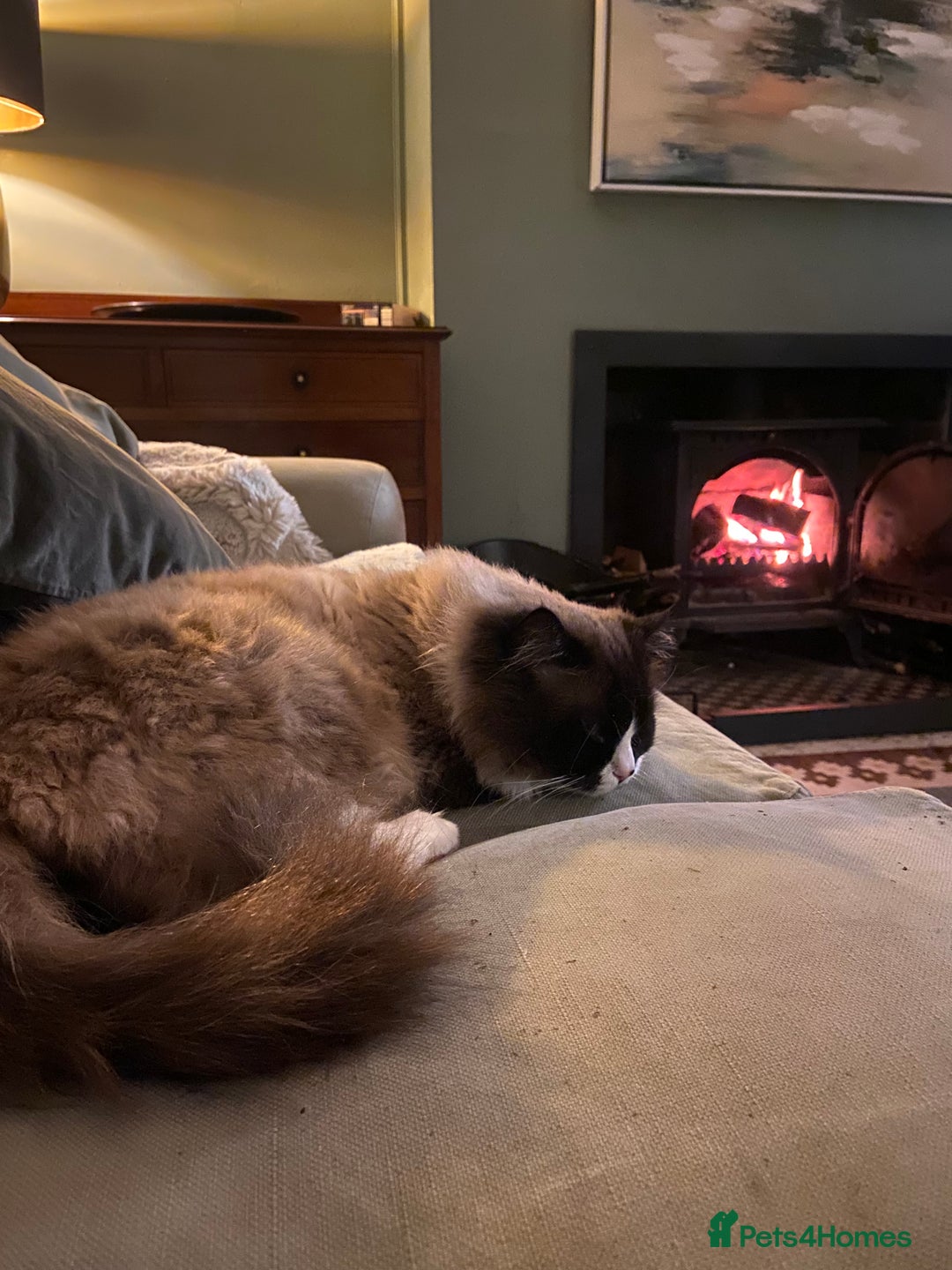 Ragdoll cats for sale: Stunning 💎 Ragdoll blue point girl kitten - Image 11