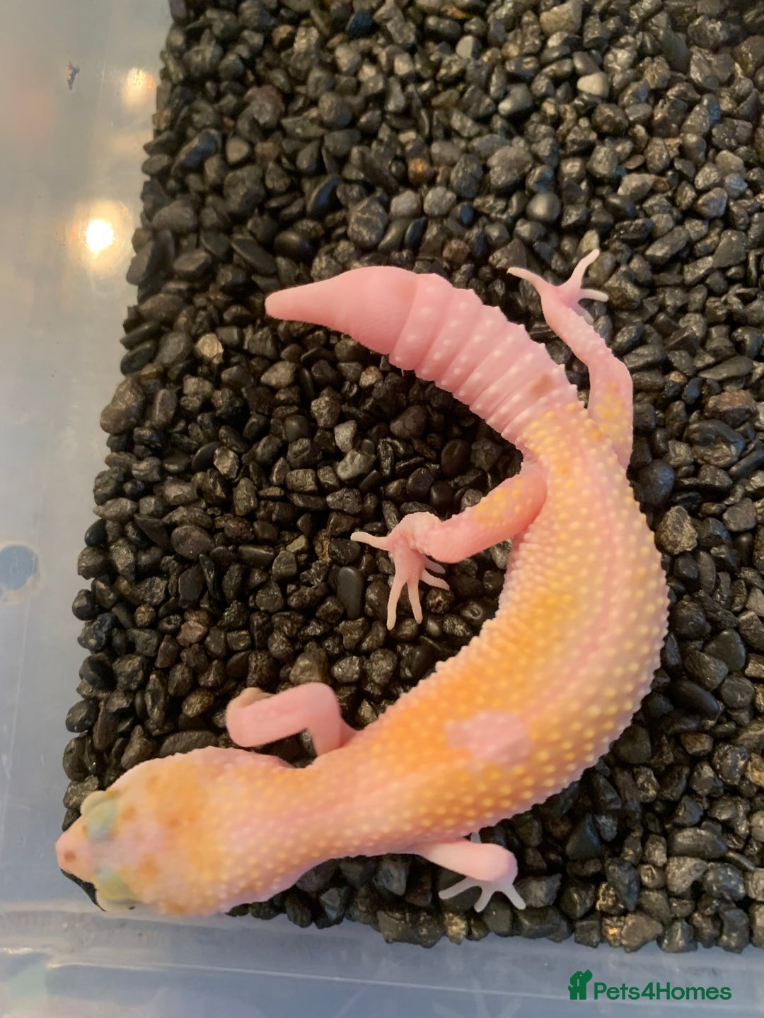 Leopard Gecko reptiles for sale: Baby leopard geckos cb25 - Advert 3