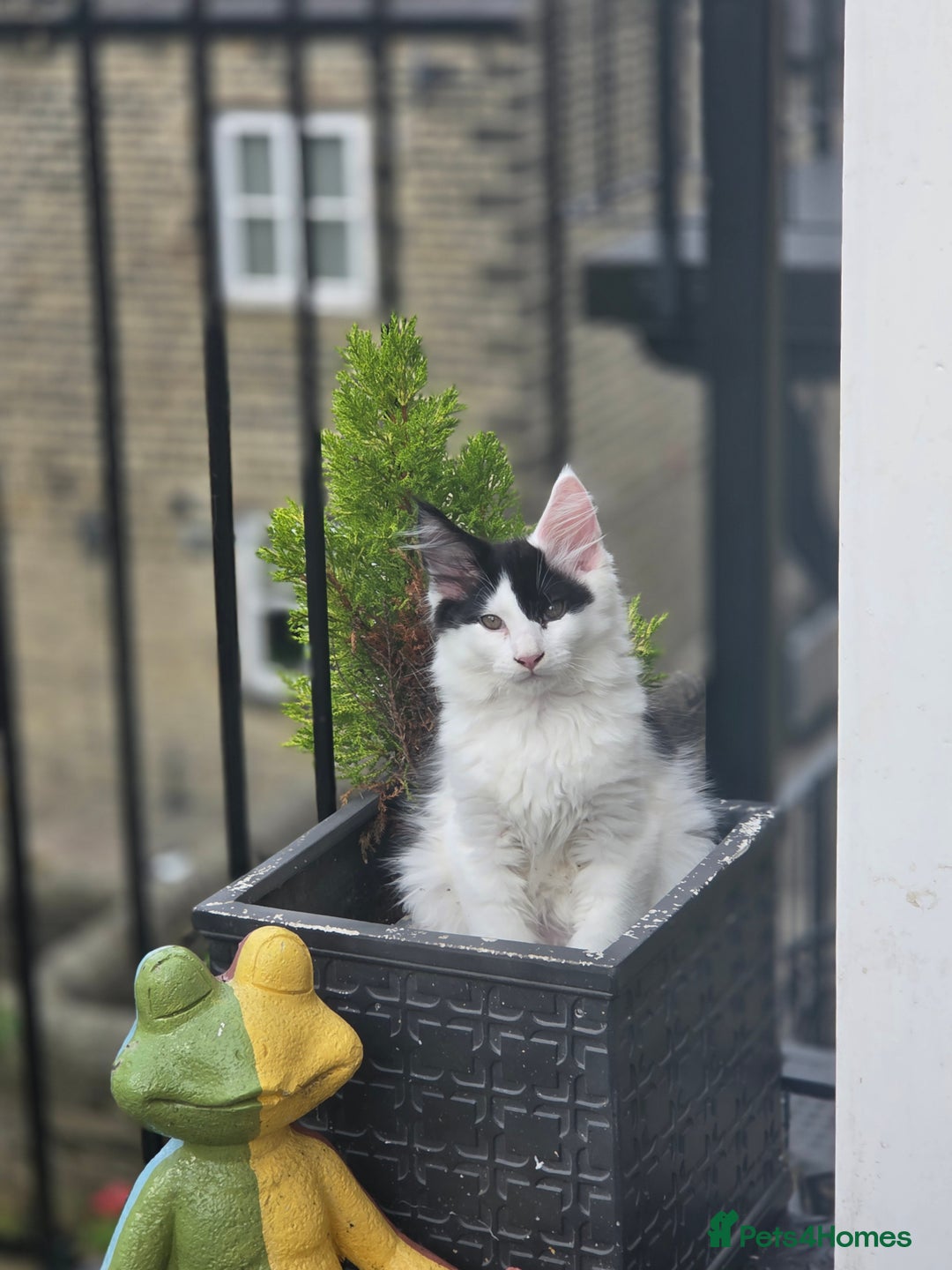 Maine Coon cats for sale: 2 female calicos left - Image 39