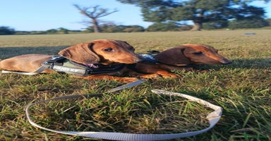 Dachshund dogs in Coventry - Advert 6