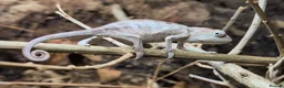 Chameleon reptiles for sale: Chameleon, Leopard Gecko and African Fat Tail - Advert 2