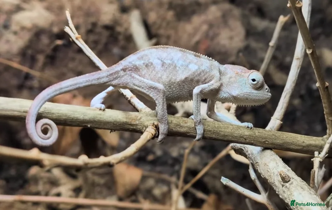 Chameleon reptiles for sale: Chameleon, Leopard Gecko and African Fat Tail - Advert 2