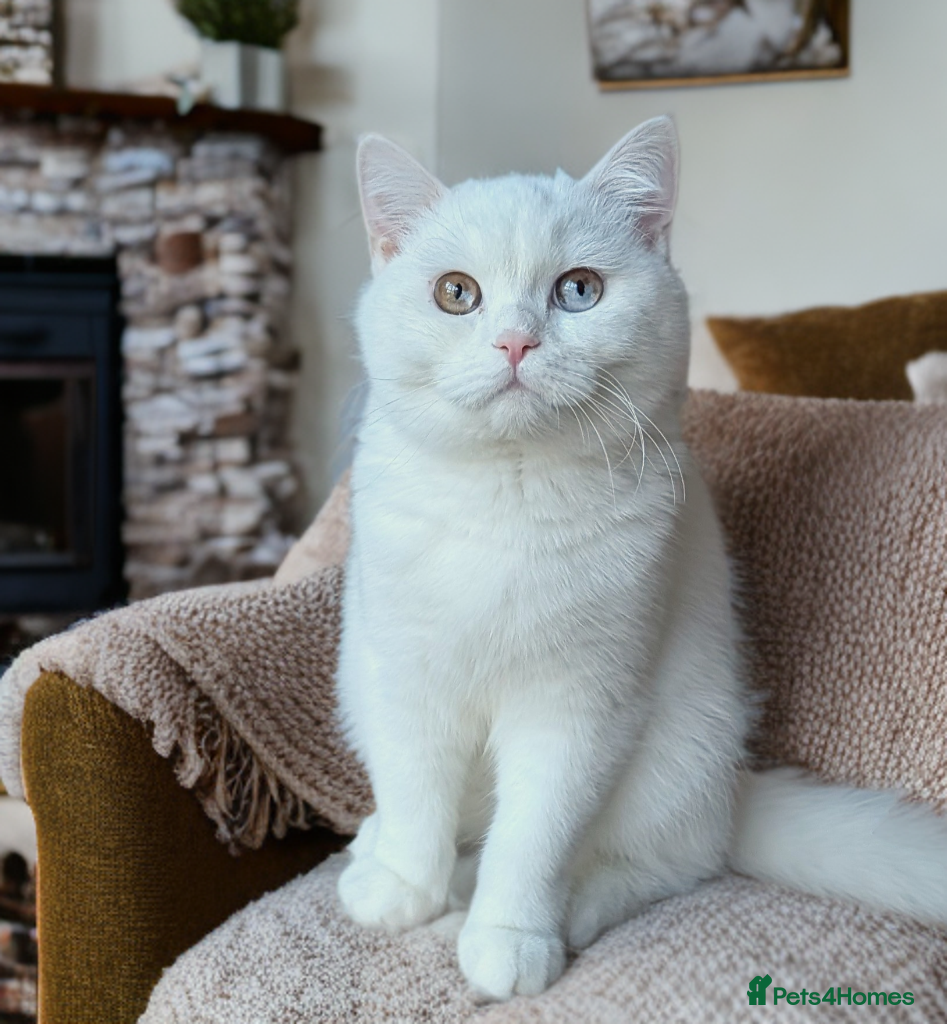 British Shorthair cats 🐻‍❄️*Quality Bsh kittens*check prices*only 2left* - Advert 2