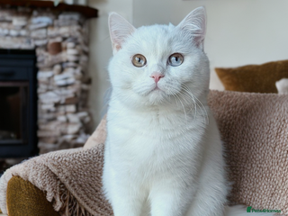 British Shorthair cats 🐻❄️*Quality Bsh kittens*check prices*only 2left* - Advert 14