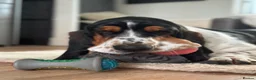 Basset Hound dogs for sale: Need a loving home for our girl basset hound❤️ - Advert 8
