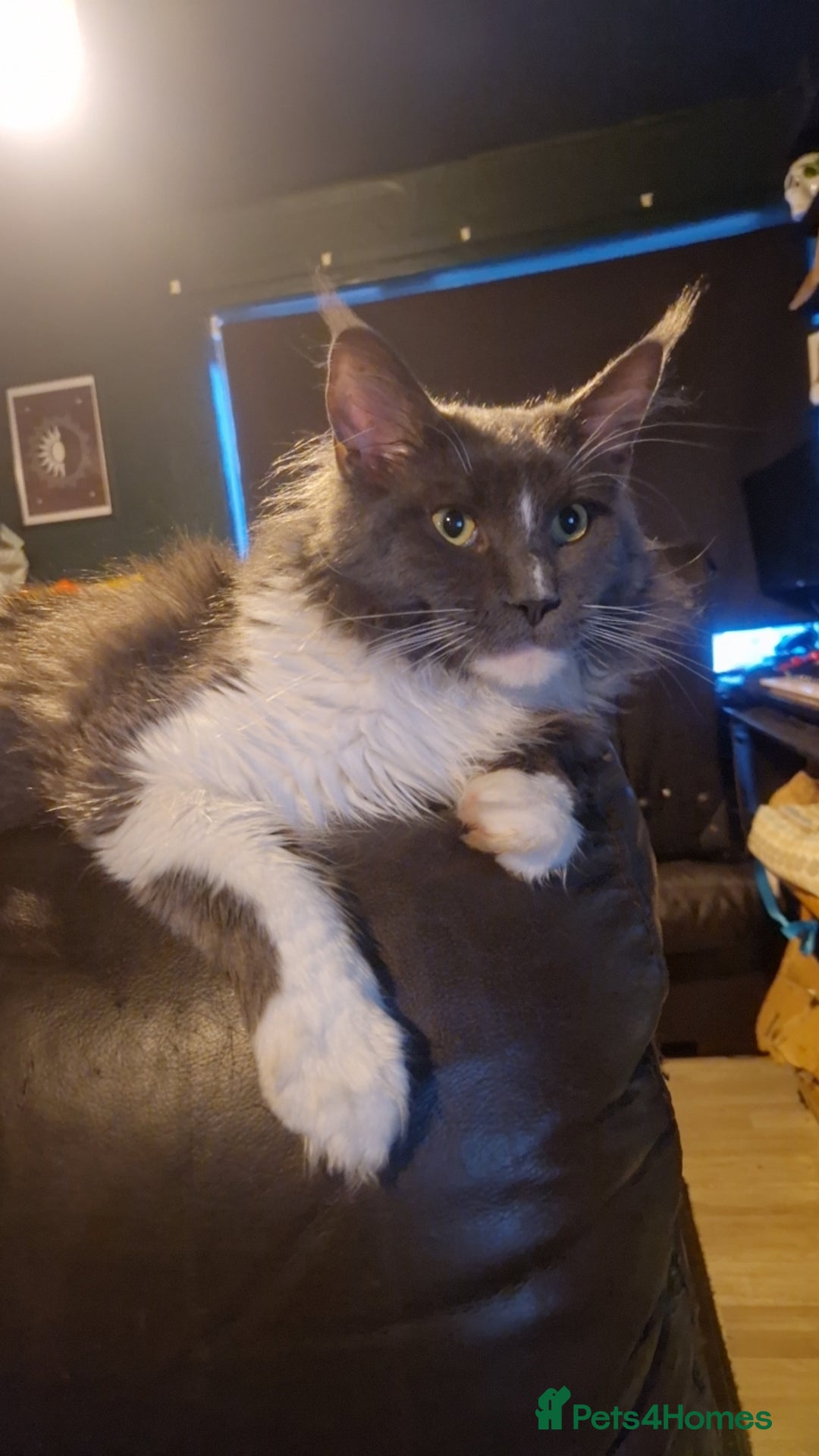 Maine Coon cats for stud: Beautiful Highly Proven Boy for Stud in Swadlincote - Advert 9